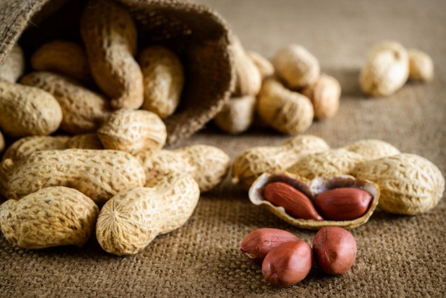 Kacang- kacangan
